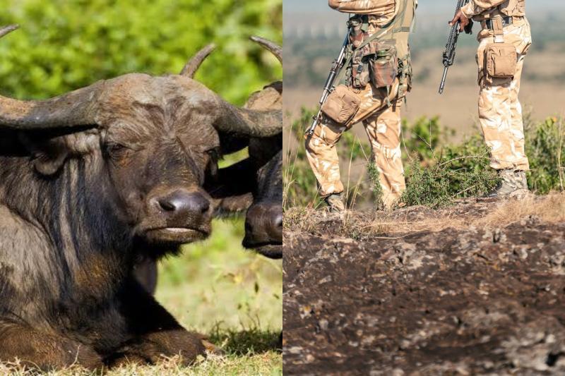 Photocollage of a buffalo and KWS rangers.